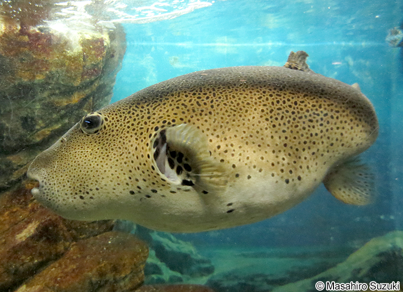 モヨウフグ Arothron stellatus