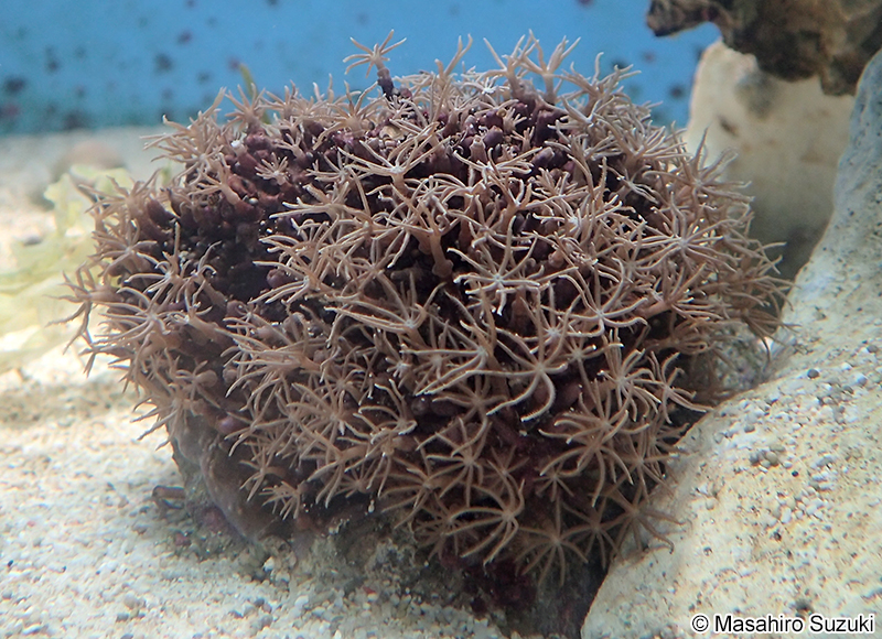 ムラサキハナヅタ Briareum violaceum