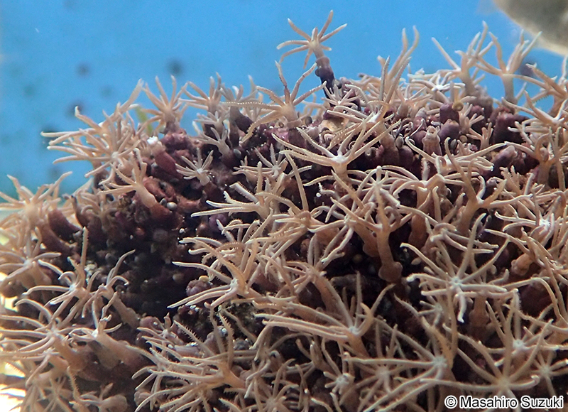 ムラサキハナヅタ Briareum violaceum