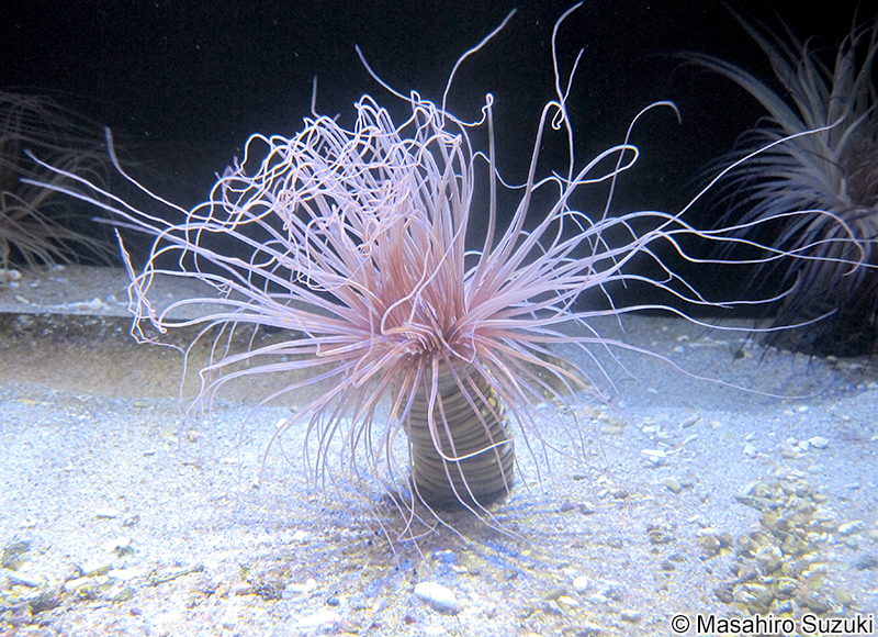 ムラサキハナギンチャク Cerianthus filiformis