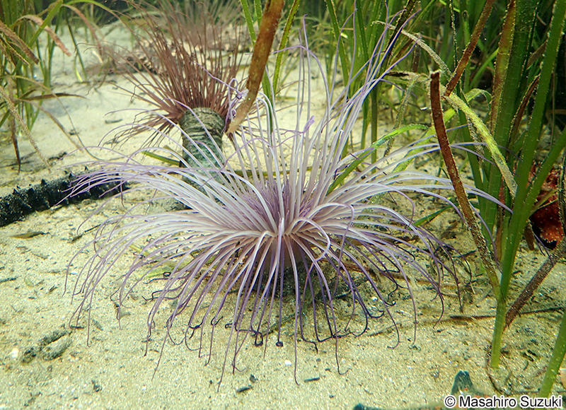 ムラサキハナギンチャク Cerianthus filiformis