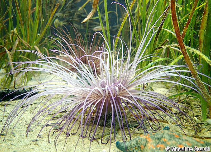 ムラサキハナギンチャク Cerianthus filiformis