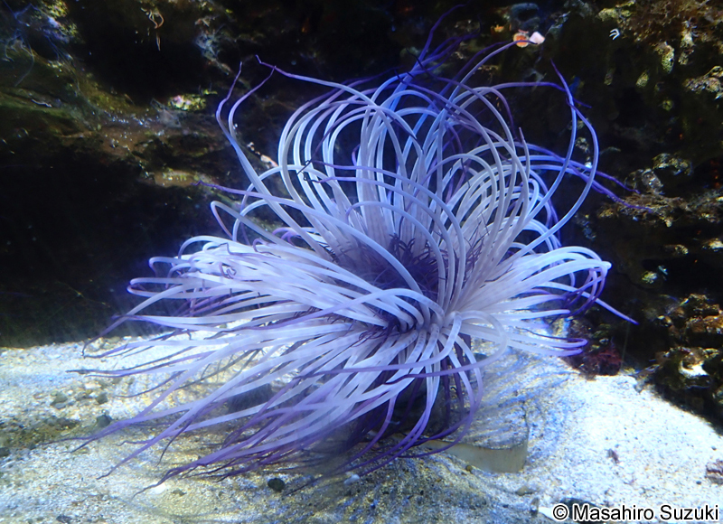 ムラサキハナギンチャク Cerianthus filiformis