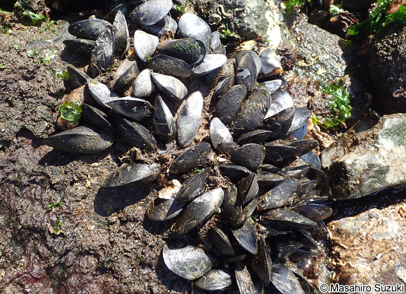 ムラサキイガイ Mytilus galloprovincialis