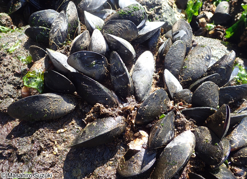 ムラサキイガイ Mytilus galloprovincialis