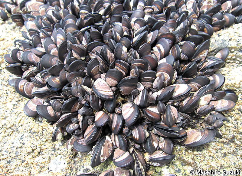 ムラサキインコ Mytilisepta virgata