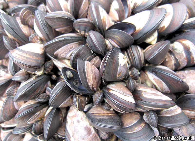 ムラサキインコ Mytilisepta virgata