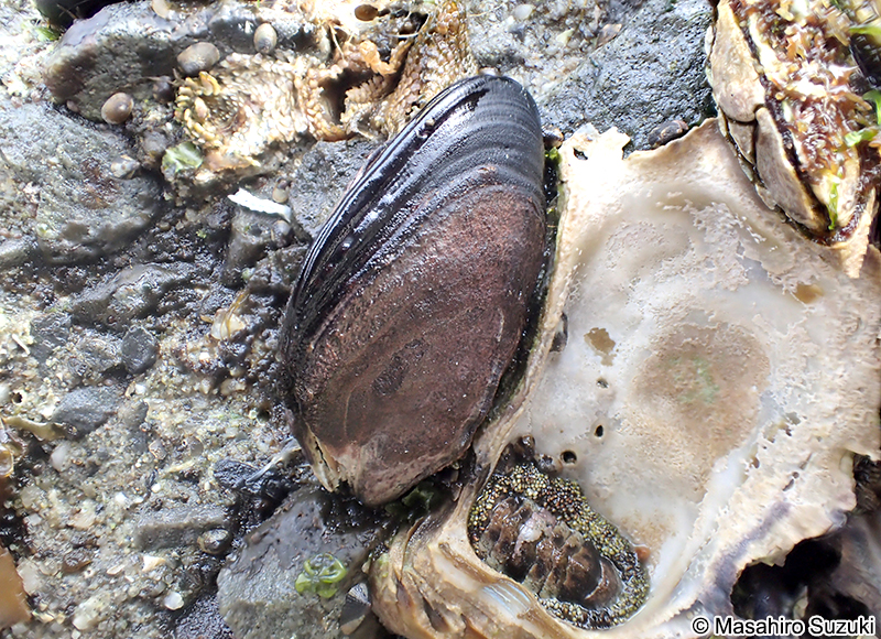 ムラサキインコ Mytilisepta virgata