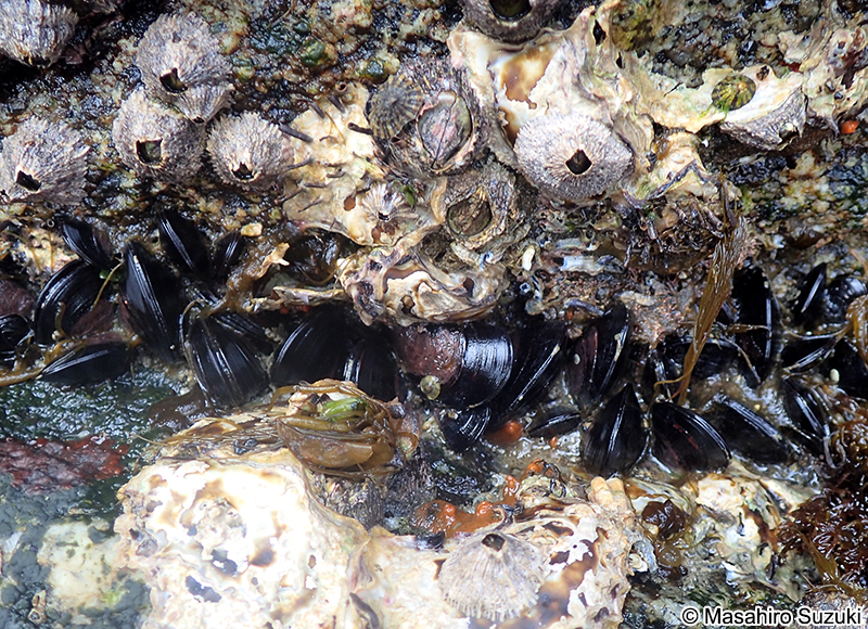 ムラサキインコ Mytilisepta virgata