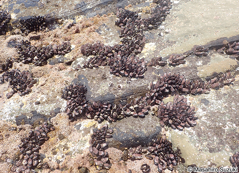ムラサキインコ Mytilisepta virgata