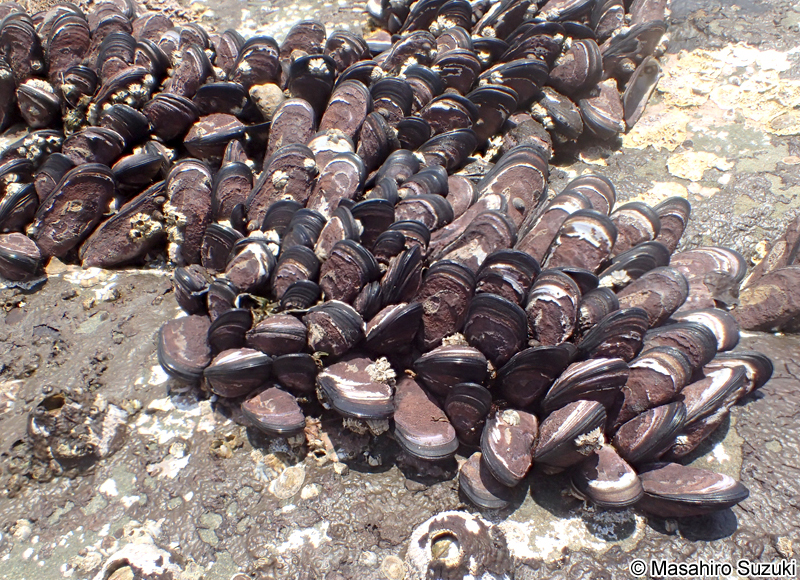 ムラサキインコ Mytilisepta virgata