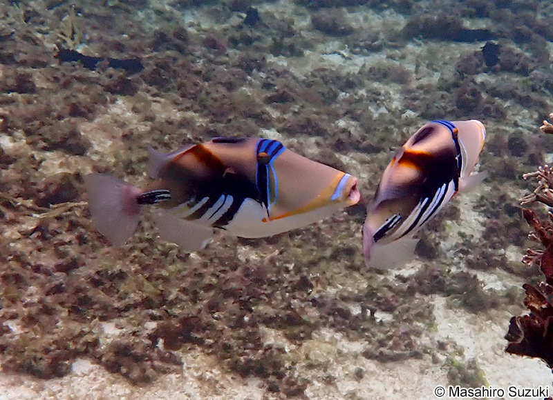 ムラサメモンガラ Rhinecanthus aculeatus