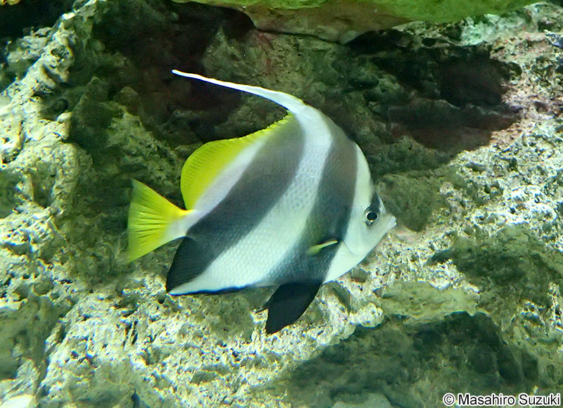 ムレハタタテダイ Heniochus diphreutes