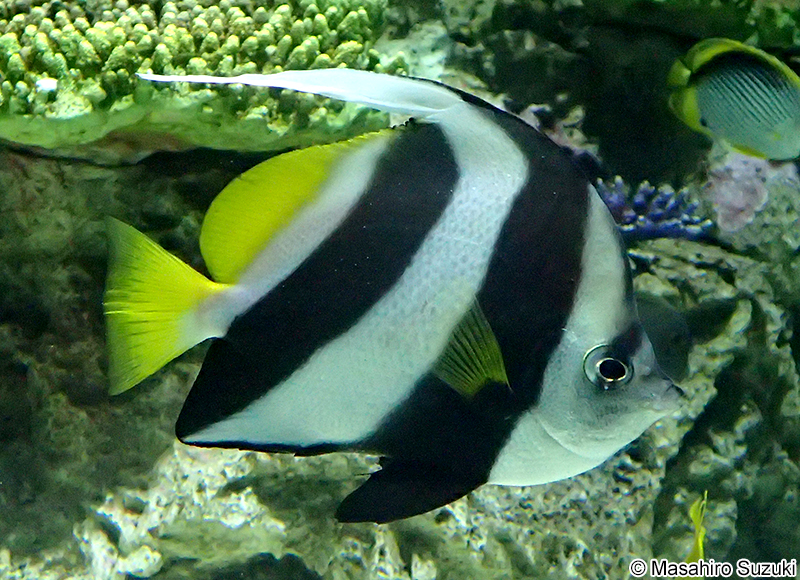 ムレハタタテダイ Heniochus diphreutes