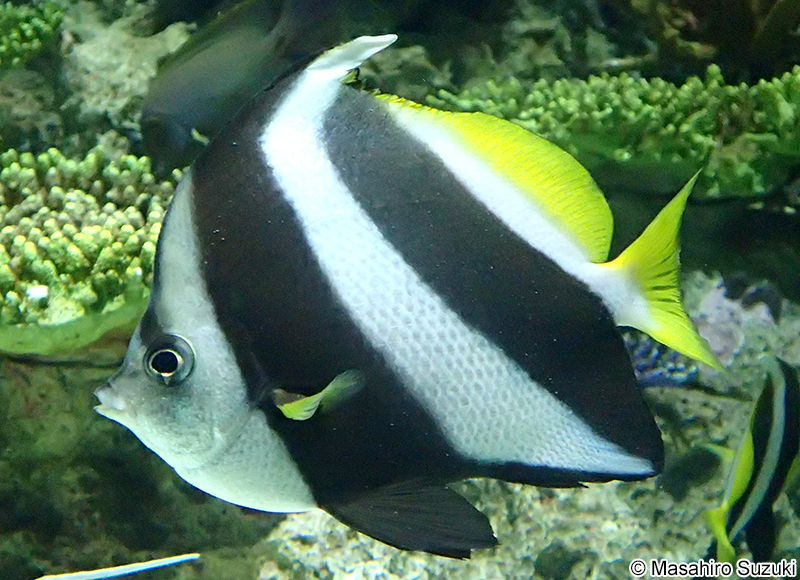 ムレハタタテダイ Heniochus diphreutes