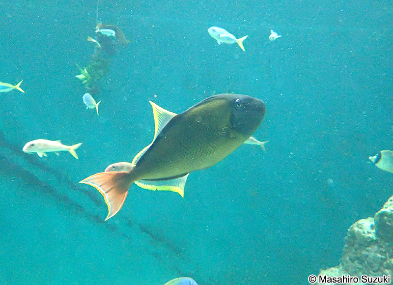 ナメモンガラ Xanthichthys mento