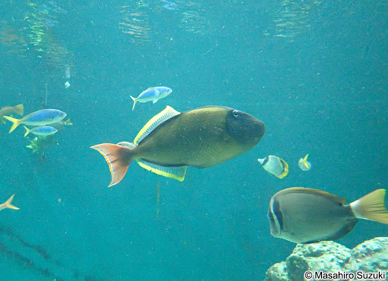 ナメモンガラ Xanthichthys mento