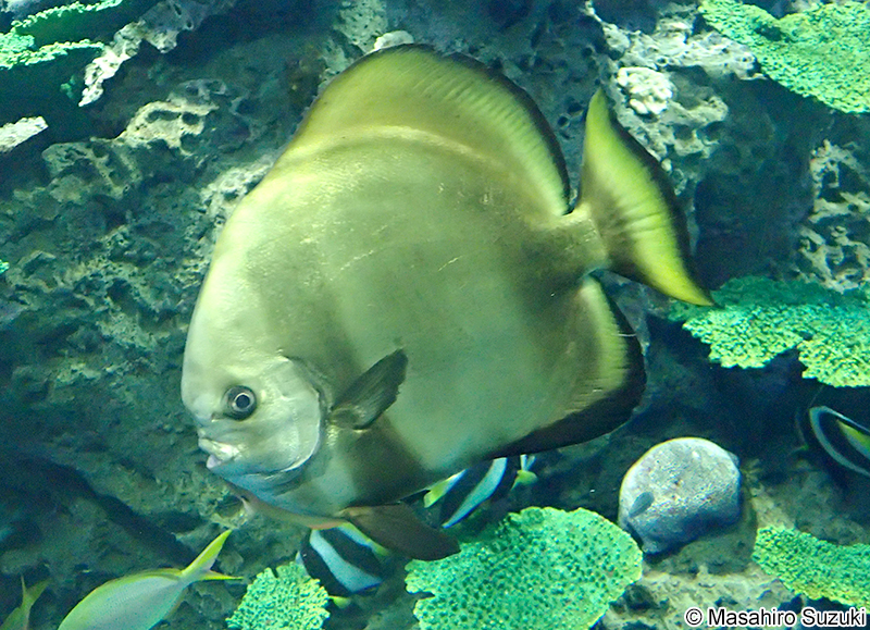 ナンヨウツバメウオ Platax orbicularis