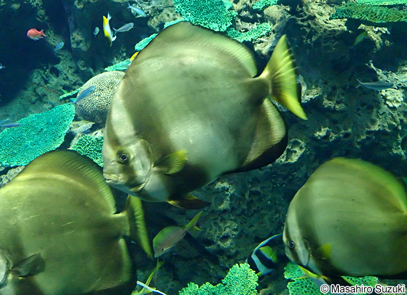 ナンヨウツバメウオ Platax orbicularis