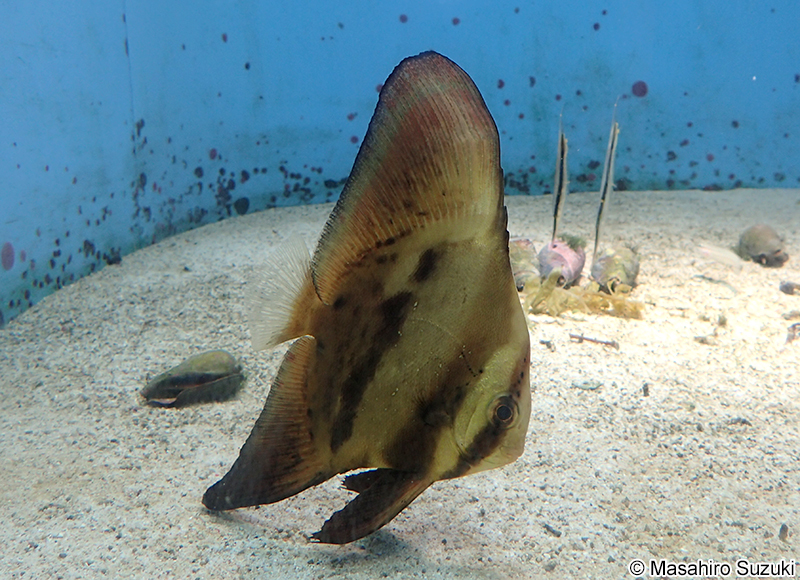 ナンヨウツバメウオ Platax orbicularis