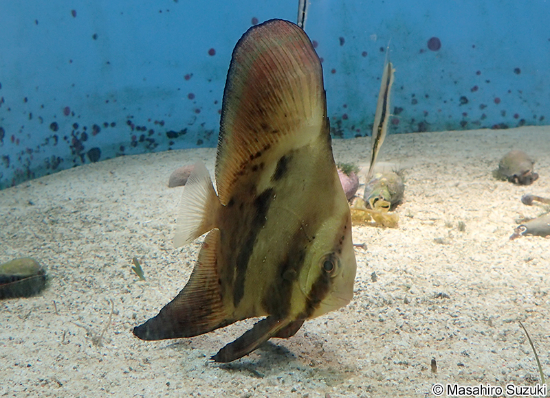 ナンヨウツバメウオ Platax orbicularis