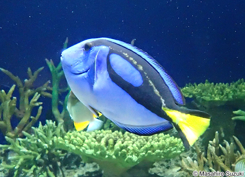 ナンヨウハギ Paracanthurus hepatus