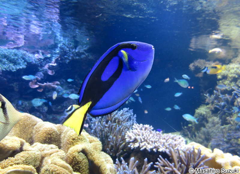 ナンヨウハギ Paracanthurus hepatus