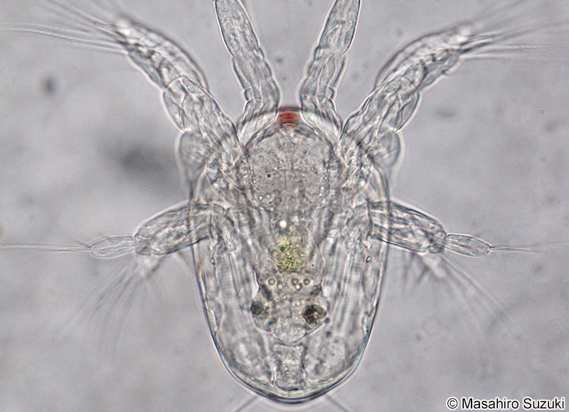 ケンミジンコ類のノープリウス幼生 Nauplius larva
