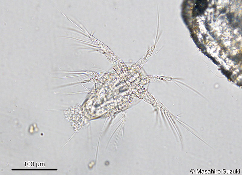 ケンミジンコ類のノープリウス幼生 Nauplius larva