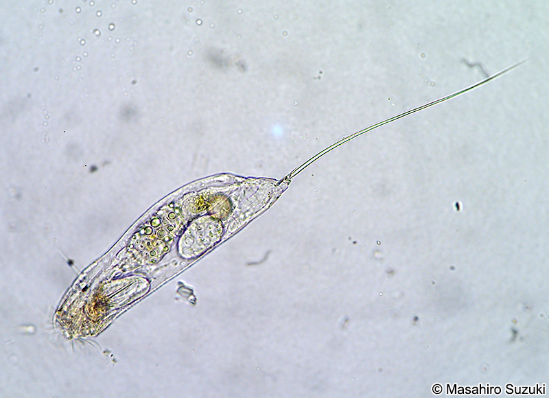 ネズミワムシ Trichocerca