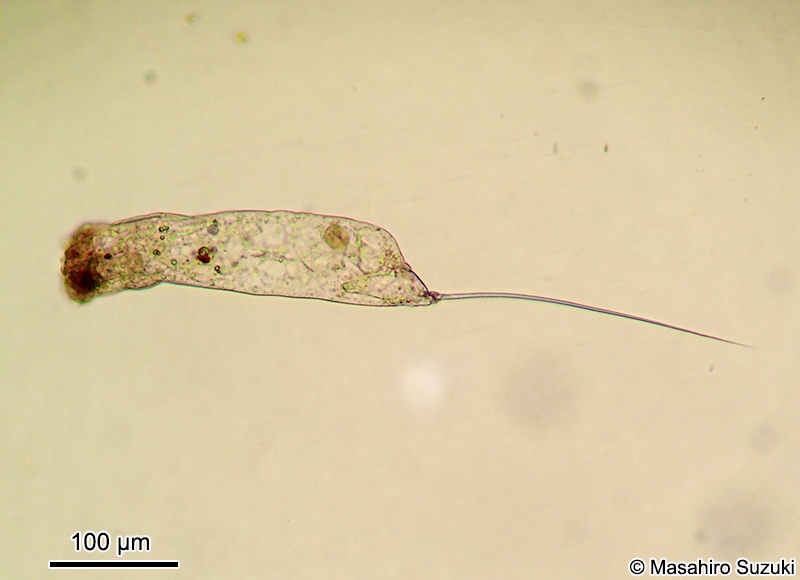 ネズミワムシ Trichocerca