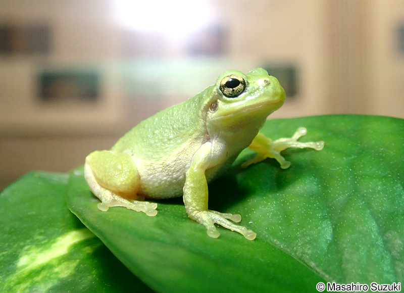 ニホンアマガエル Hyla japonica