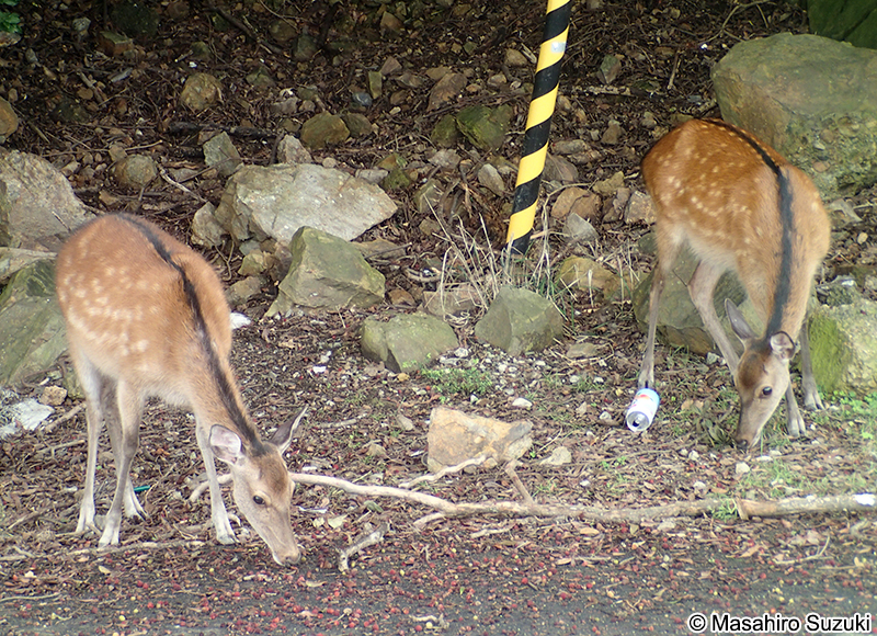ニホンジカ Cervus nippon