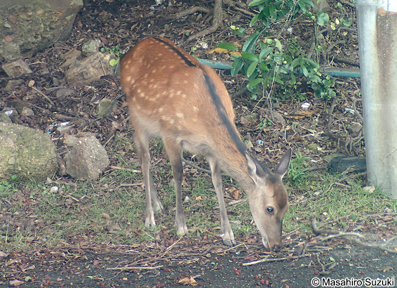 ニホンジカ Cervus nippon