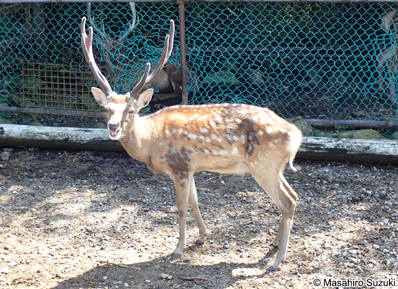 ホンシュウジカ Cervus nippon centralis