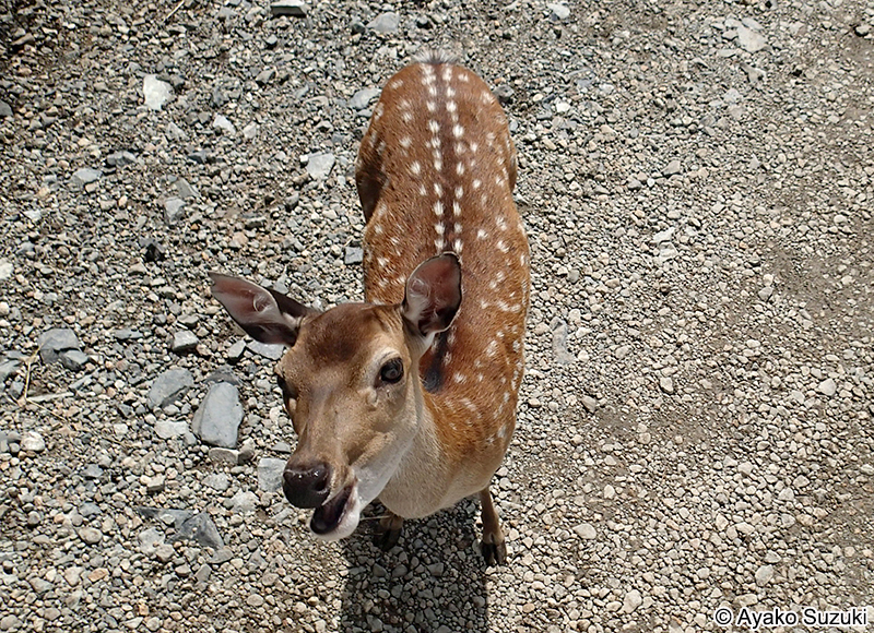 ホンシュウジカ Cervus nippon centralis