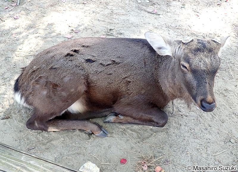 ホンシュウジカ Cervus nippon centralis