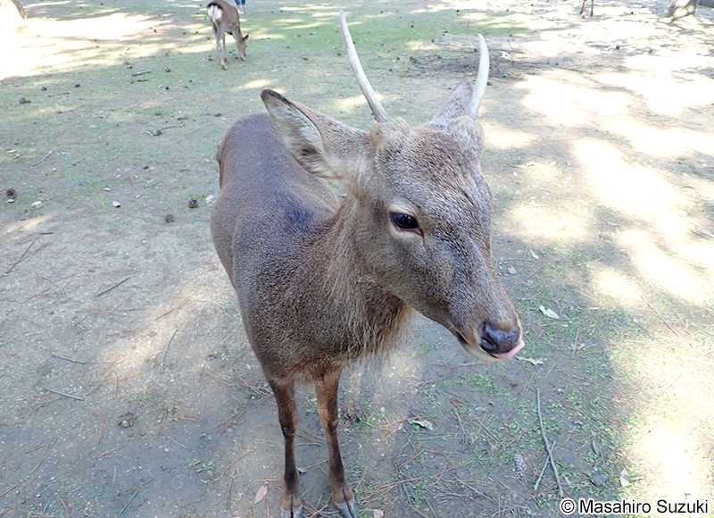 ホンシュウジカ Cervus nippon centralis