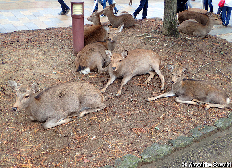 ホンシュウジカ Cervus nippon centralis