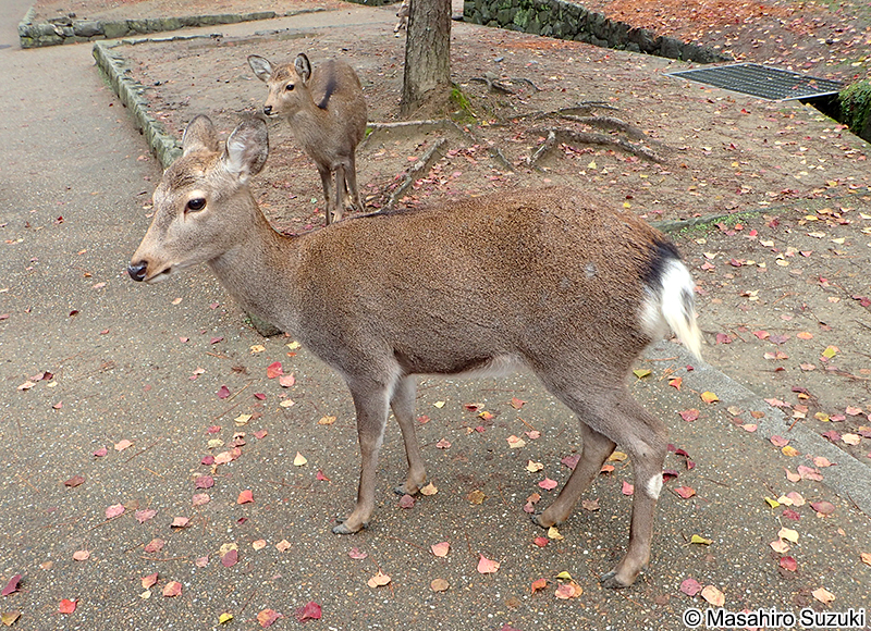 ホンシュウジカ Cervus nippon centralis