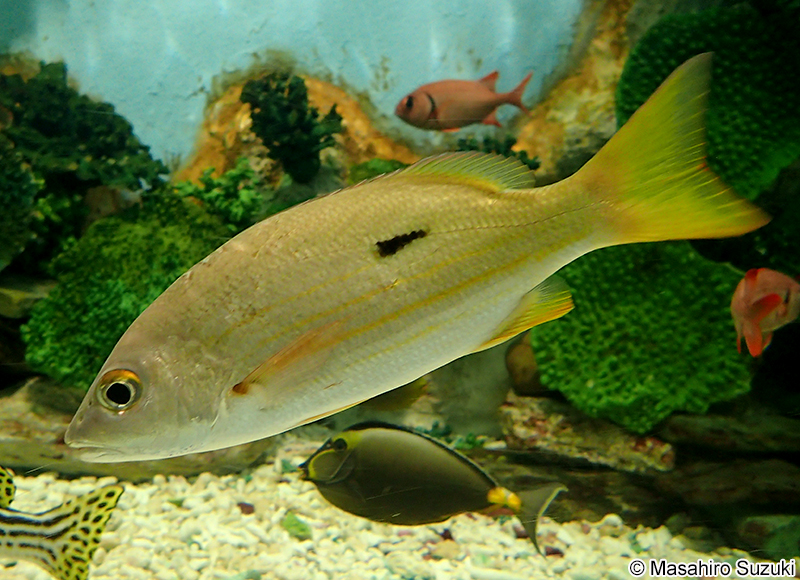 ニセクロホシフエダイ Lutjanus fulviflamma