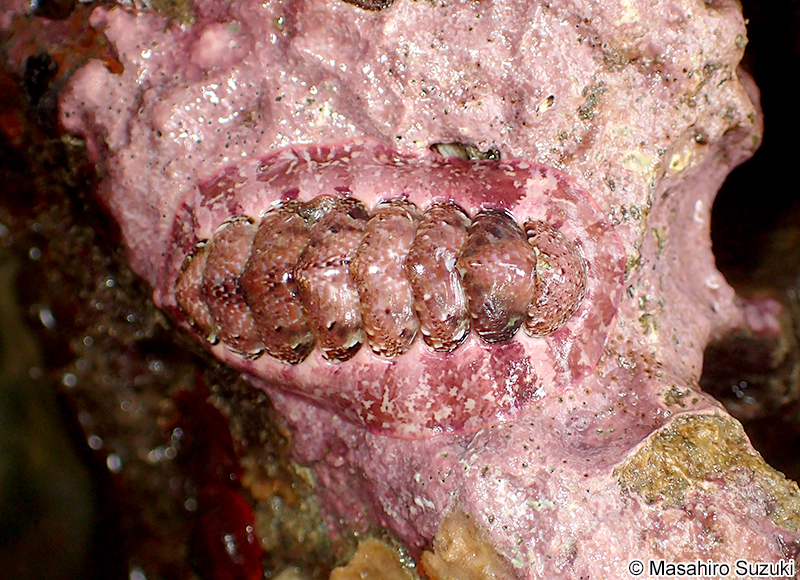 ニシキヒザラガイ Onithochiton hirasei