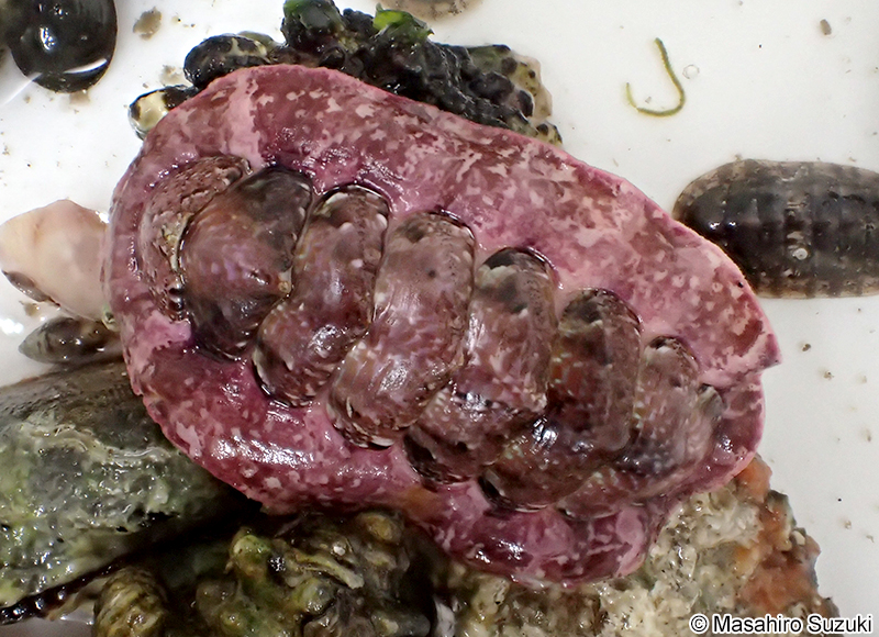 ニシキヒザラガイ Onithochiton hirasei