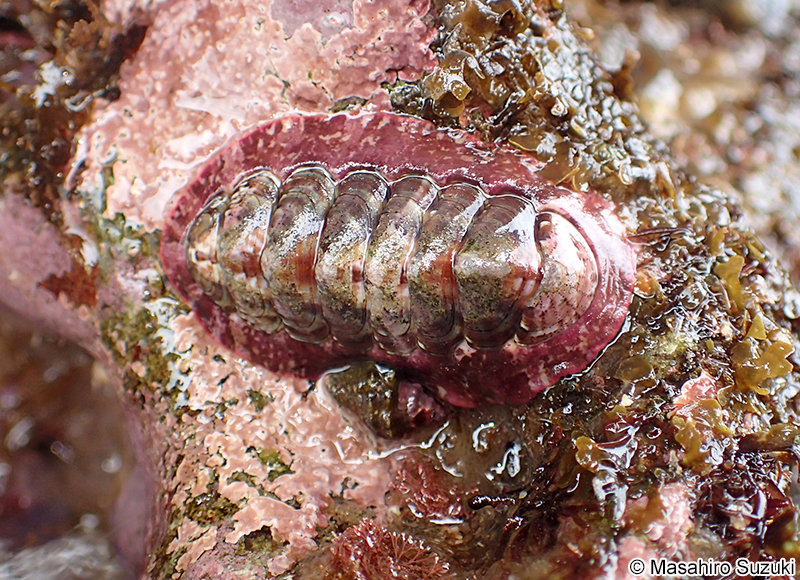 ニシキヒザラガイ Onithochiton hirasei