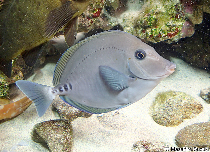 ニザダイ Prionurus scalprum