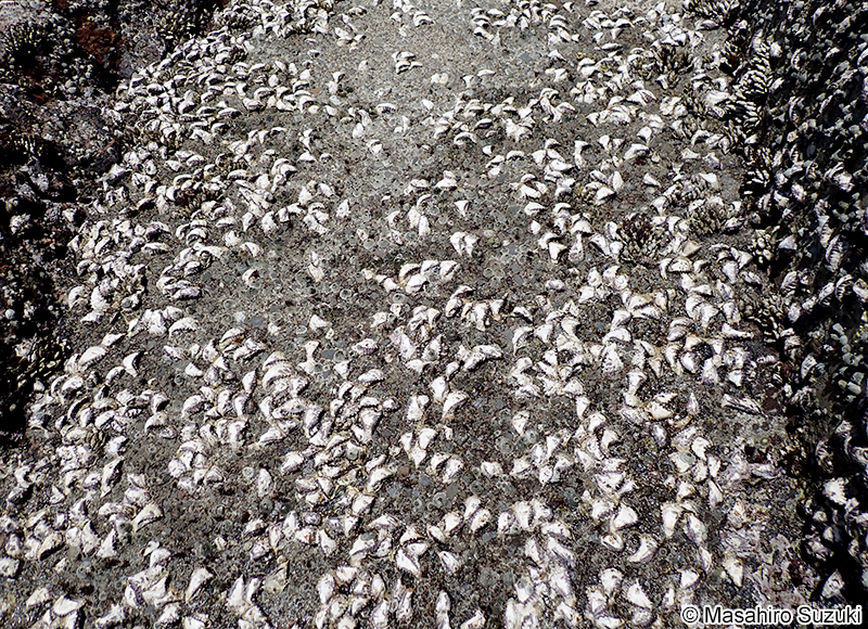 オハグロガキ Saccostrea mordax