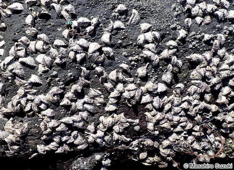 オハグロガキ Saccostrea mordax