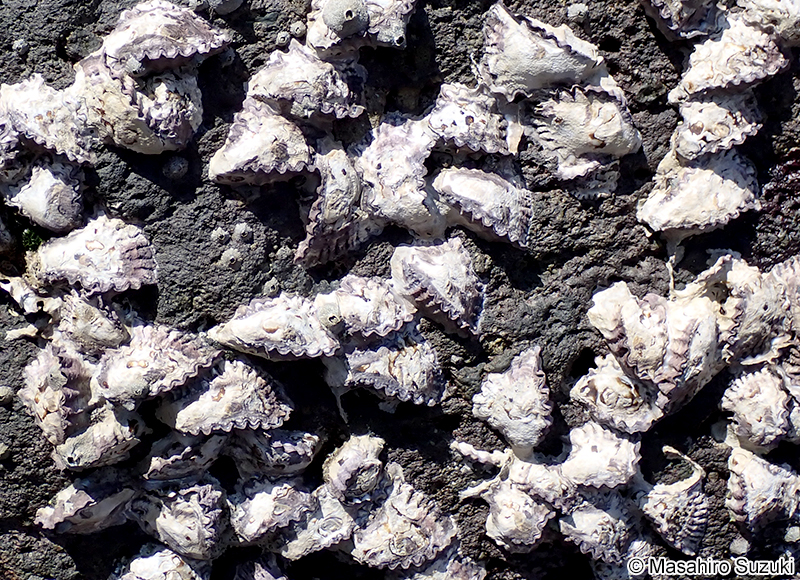 オハグロガキ Saccostrea mordax