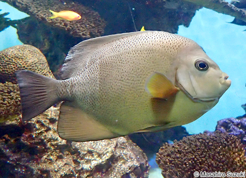 オールドウーマンエンゼルフィッシュ Pomacanthus rhomboides