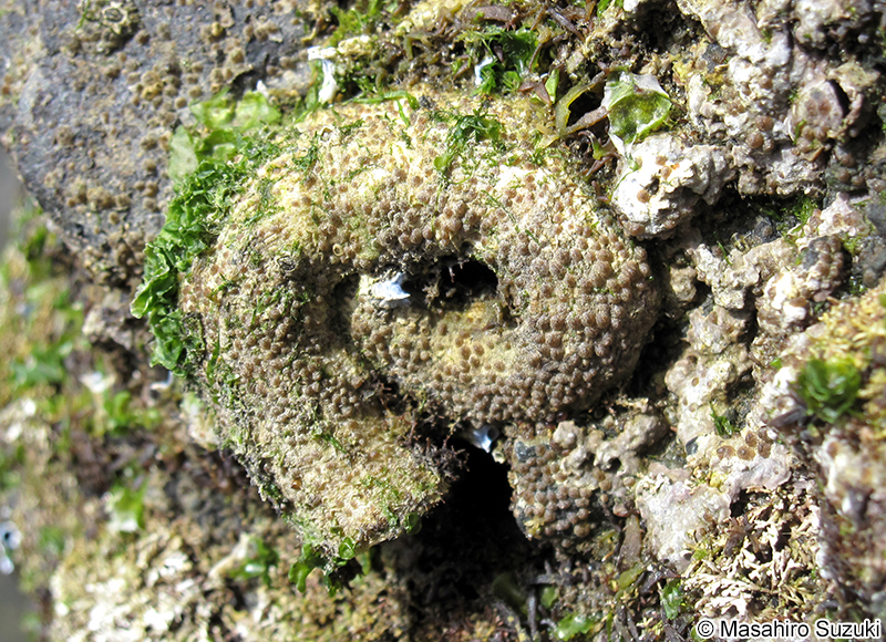 オオヘビガイ Thylacodes adamsii